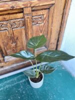 Zdjęcie rośliny Alocasia Venti ujęcie 1