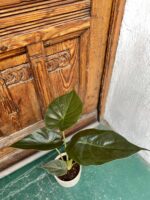 Zdjęcie rośliny Alocasia Venti ujęcie 2