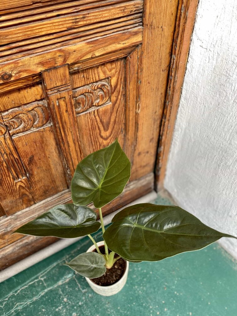 Zdjęcie rośliny Alocasia Venti ujęcie 2