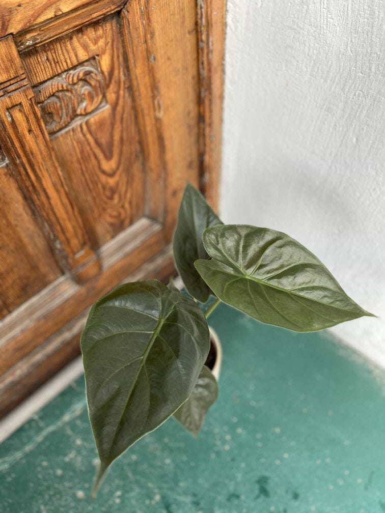 Zdjęcie rośliny Alocasia Venti ujęcie 3