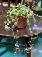 Zdjęcie rośliny Peperomia Prostrata ujęcie 1