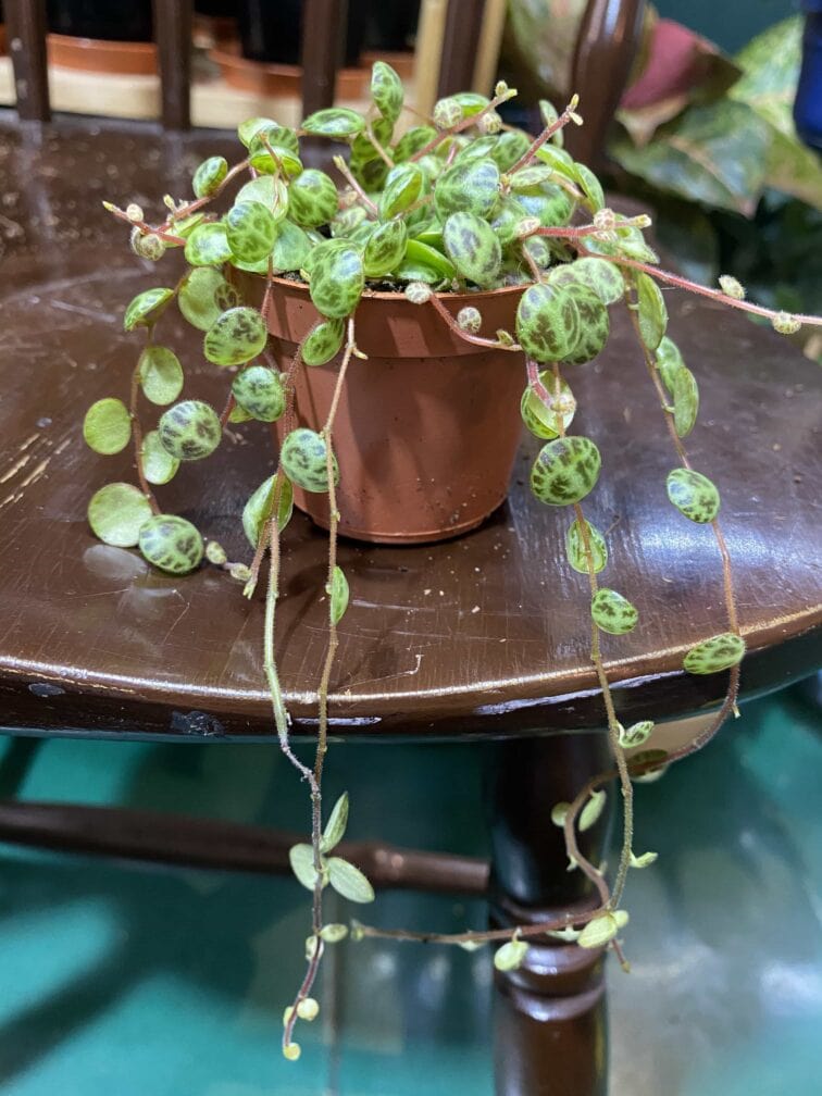 Zdjęcie rośliny Peperomia Prostrata ujęcie 1