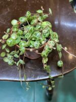 Zdjęcie rośliny Peperomia Prostrata ujęcie 2