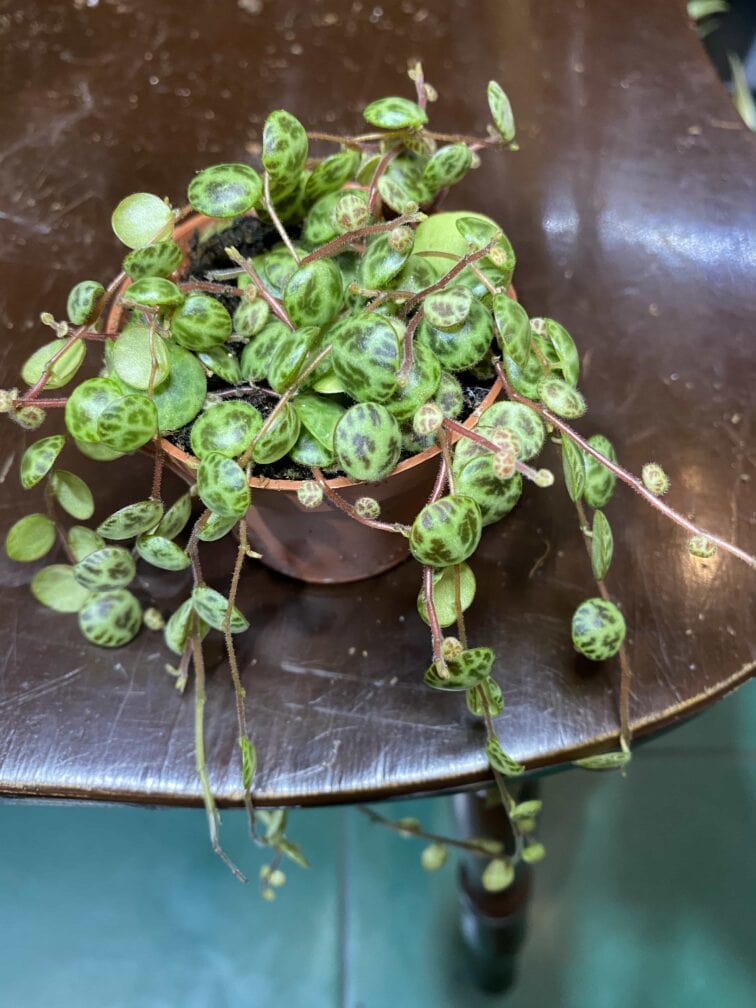 Zdjęcie rośliny Peperomia Prostrata ujęcie 2