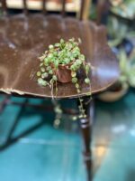 Zdjęcie rośliny Peperomia Prostrata ujęcie 3