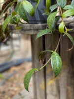 Zdjęcie Aeschynanthus Marmoratus (Marmurkowy) w kategorii rośliny, ujęcie 2