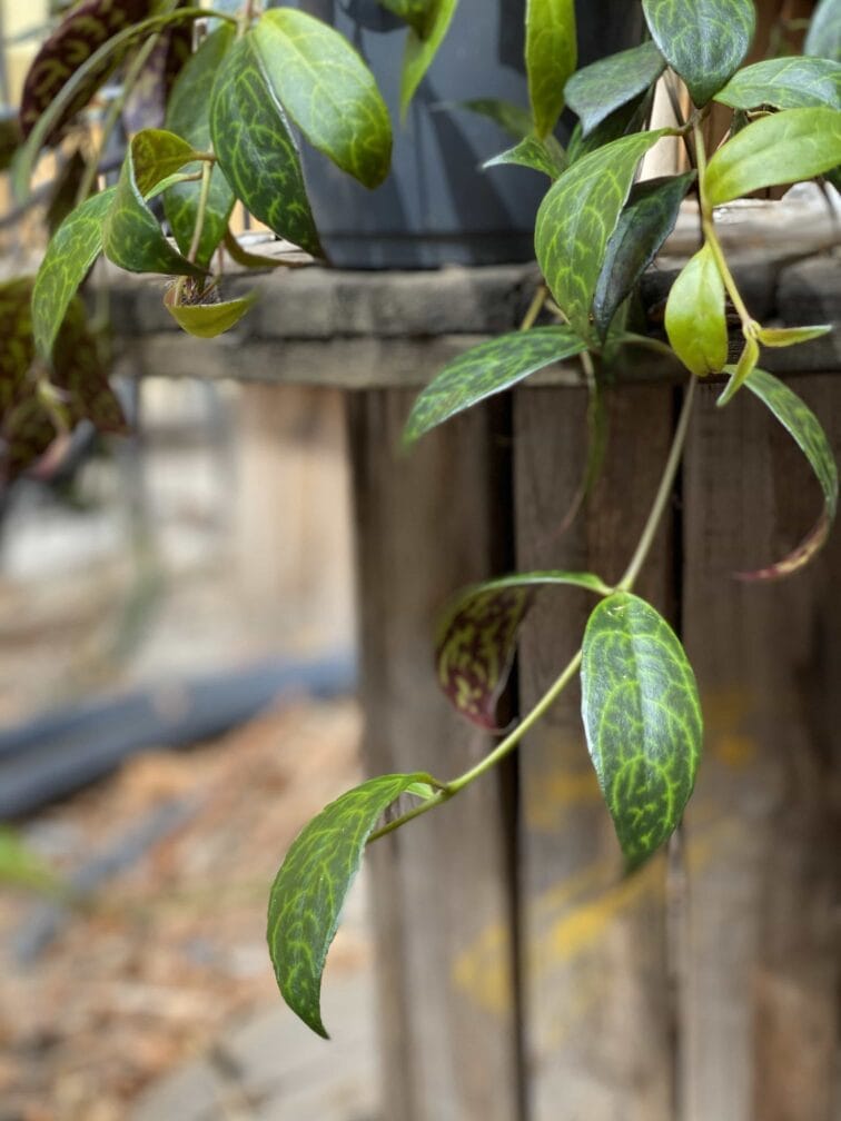 Zdjęcie Aeschynanthus Marmoratus (Marmurkowy) w kategorii rośliny, ujęcie 2