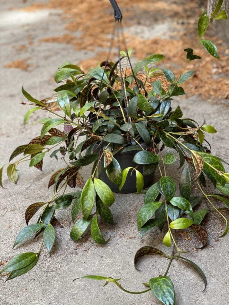 Zdjęcie Aeschynanthus Marmoratus (Marmurkowy) w kategorii rośliny, ujęcie 3