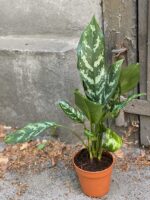 Zdjęcie Aglaonema Gemini w kategorii rośliny, ujęcie 1