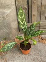 Zdjęcie Aglaonema Gemini w kategorii rośliny, ujęcie 2