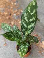 Zdjęcie Aglaonema Gemini w kategorii rośliny, ujęcie 3