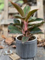 Zdjęcie Aglaonema King of Siam w kategorii rośliny, ujęcie 1