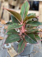 Zdjęcie Aglaonema King of Siam w kategorii rośliny, ujęcie 2