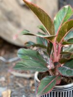 Zdjęcie Aglaonema King of Siam w kategorii rośliny, ujęcie 3