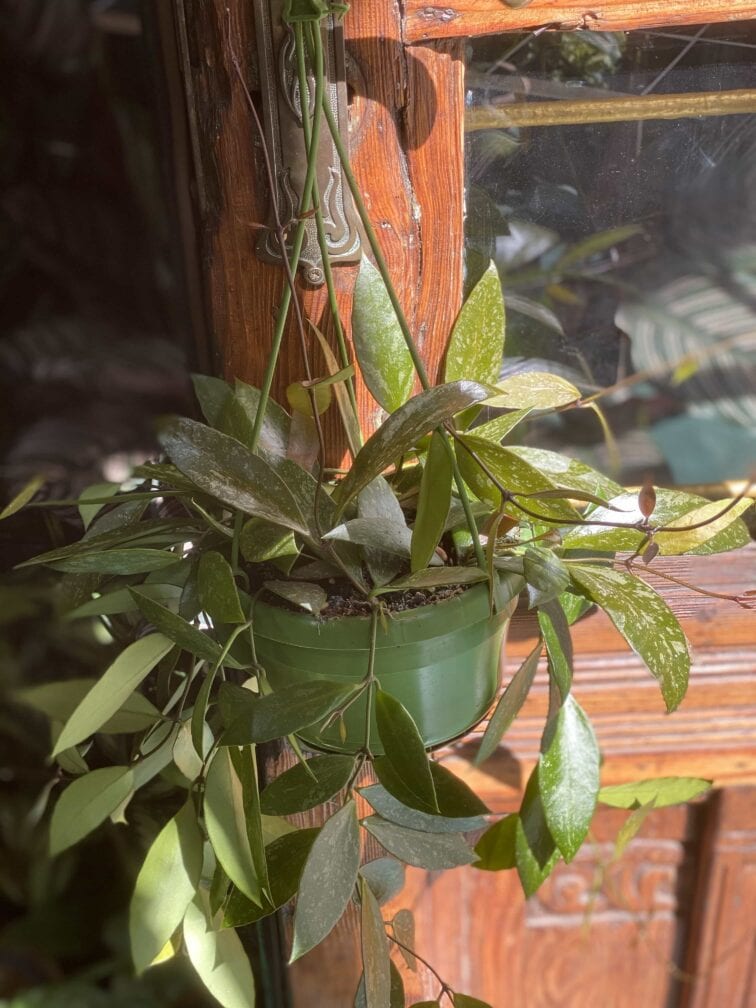 Zdjęcie Hoya Memoria Gracilis w kategorii rośliny, ujęcie 4