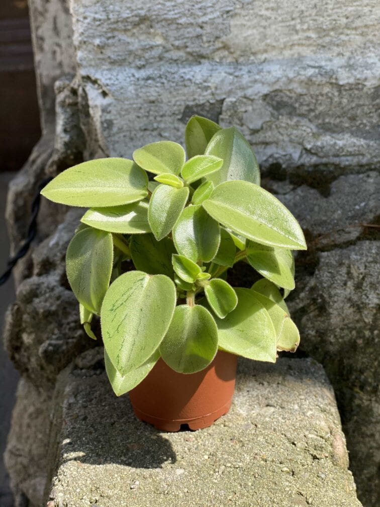 Zdjęcie Peperomia Pixie Lime w kategorii rośliny, ujęcie 2