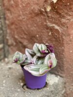 Zdjęcie Tradescantia Albiflora Nanouk (Trzykrotka Nanouk) w kategorii rośliny, ujęcie 1