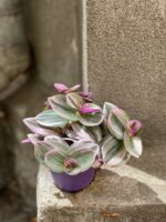 Zdjęcie Tradescantia Albiflora Nanouk (Trzykrotka Nanouk) w kategorii rośliny, ujęcie 3