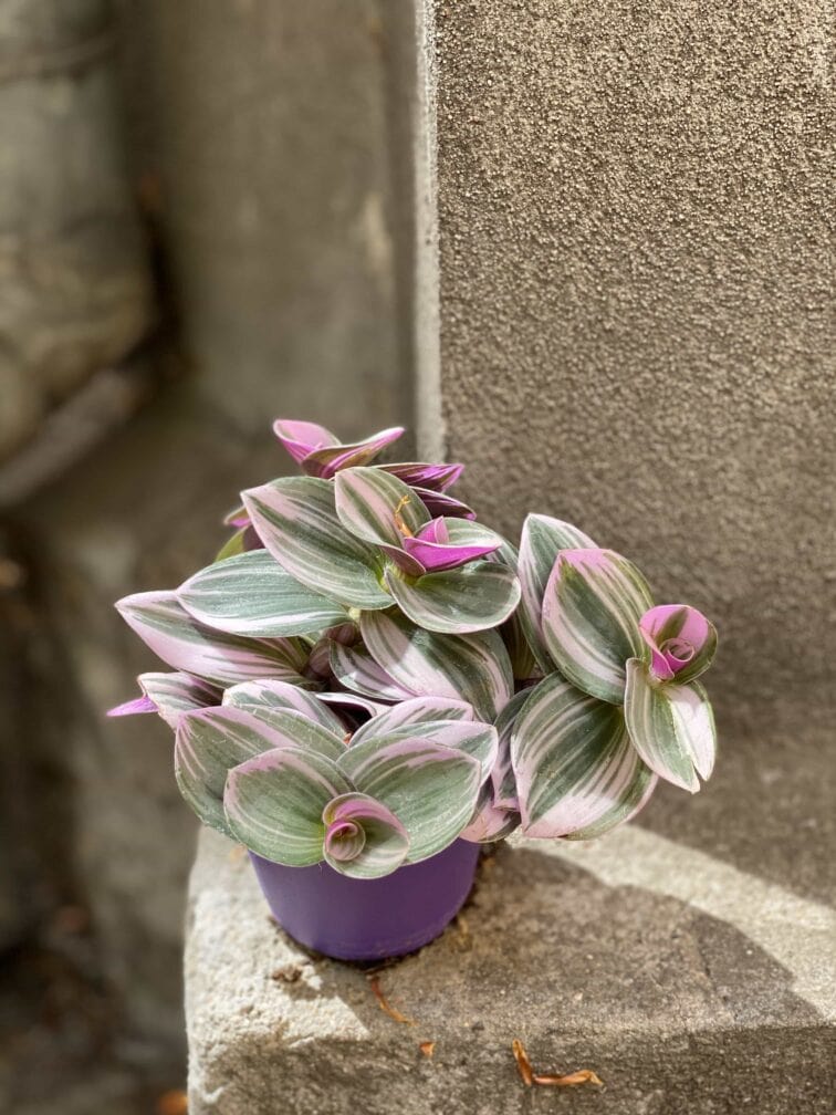 Zdjęcie Tradescantia Albiflora Nanouk (Trzykrotka Nanouk) w kategorii rośliny, ujęcie 3