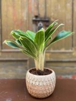 Zdjęcie Aglaonema Madagascar w kategorii rośliny, ujęcie 1