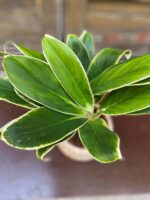 Zdjęcie Aglaonema Madagascar w kategorii rośliny, ujęcie 2