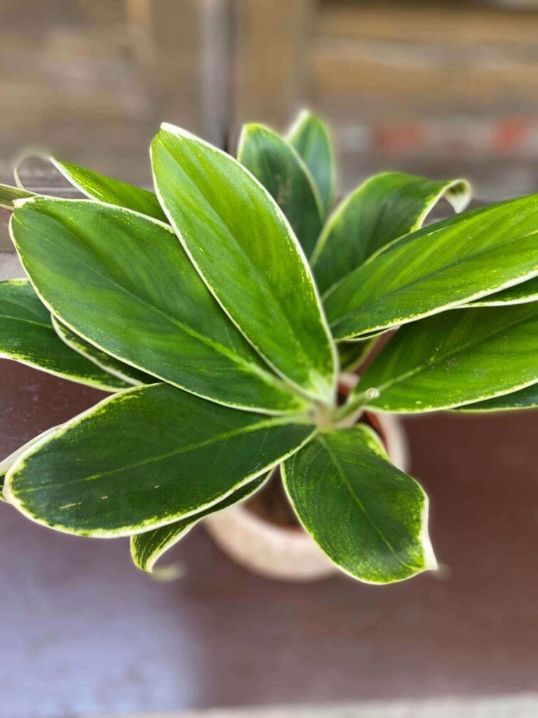 Zdjęcie Aglaonema Madagascar w kategorii rośliny, ujęcie 2
