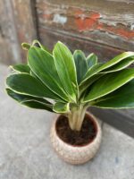 Zdjęcie Aglaonema Madagascar w kategorii rośliny, ujęcie 3