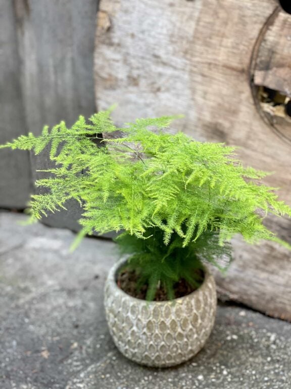 Zdjęcie Asparagus Plumosus w kategorii rośliny, ujęcie 1