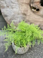 Zdjęcie Asparagus Plumosus w kategorii rośliny, ujęcie 2