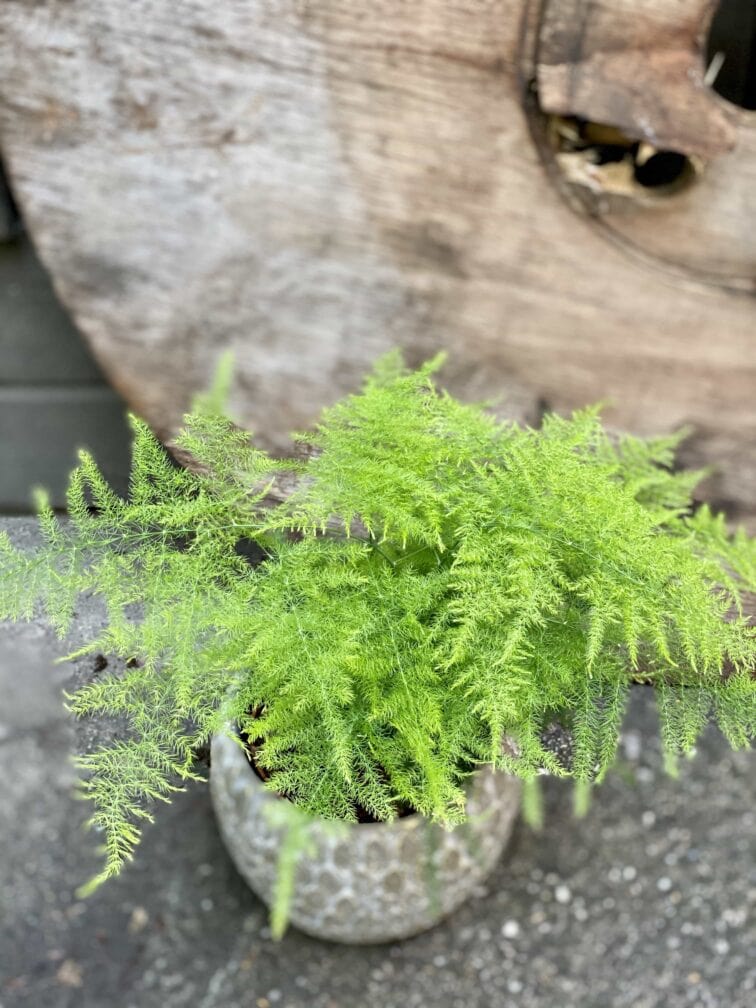 Zdjęcie Asparagus Plumosus w kategorii rośliny, ujęcie 2
