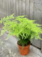 Zdjęcie Asparagus Plumosus w kategorii rośliny, ujęcie 3