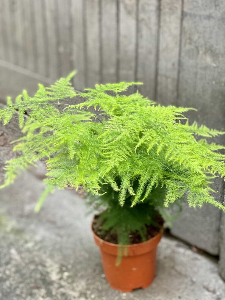 Zdjęcie Asparagus Plumosus w kategorii rośliny, ujęcie 3