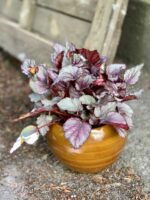 Zdjęcie Begonia Maori Haze w kategorii rośliny, ujęcie 1