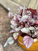 Zdjęcie Begonia Maori Haze w kategorii rośliny, ujęcie 2