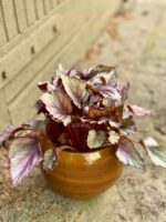 Zdjęcie Begonia Maori Haze w kategorii rośliny, ujęcie 3