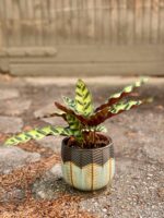 Zdjęcie Calathea Lancifolia w kategorii rośliny, ujęcie 1
