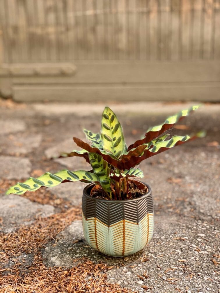 Zdjęcie Calathea Lancifolia w kategorii rośliny, ujęcie 1