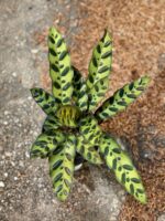 Zdjęcie Calathea Lancifolia w kategorii rośliny, ujęcie 2