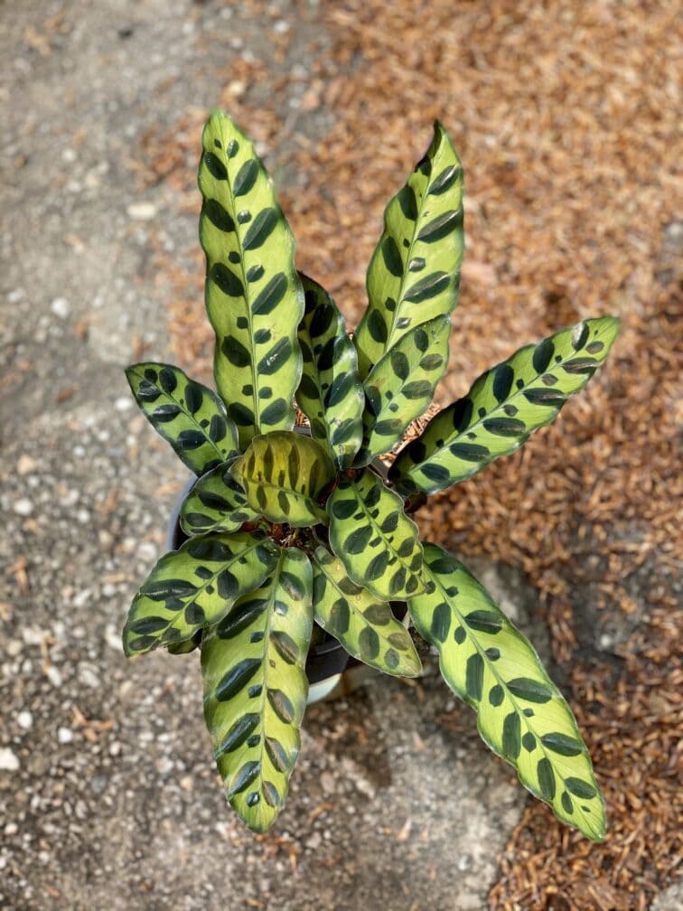 Zdjęcie Calathea Lancifolia w kategorii rośliny, ujęcie 2