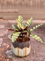Zdjęcie Calathea Lancifolia w kategorii rośliny, ujęcie 3