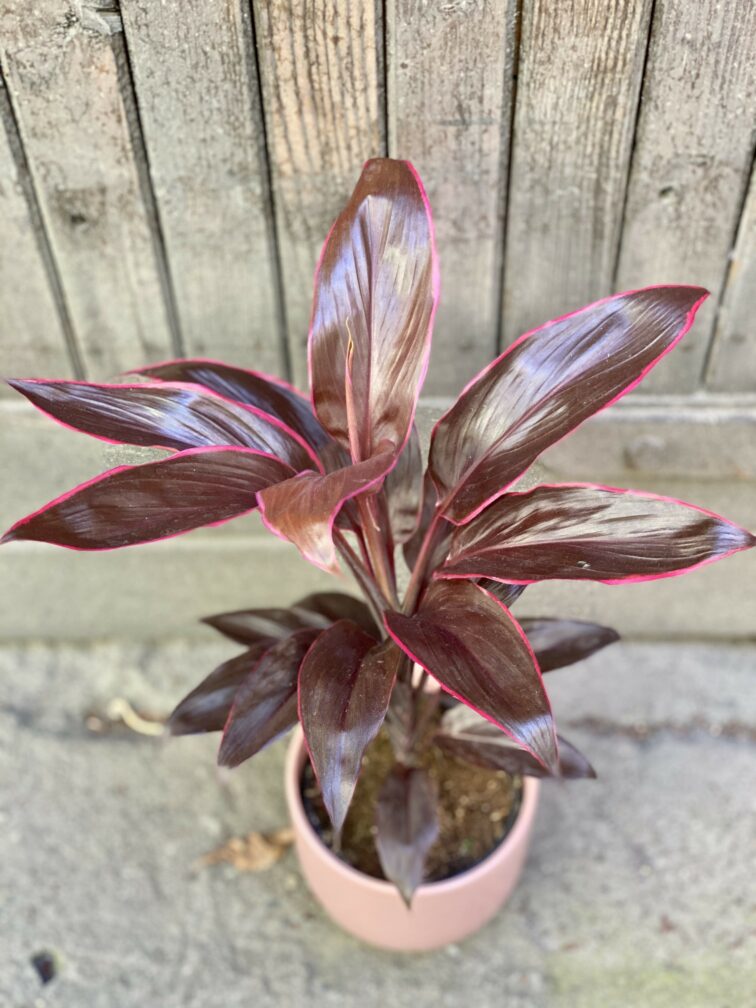 Zdjęcie Cordyline Mambo (Kordylina) w kategorii rośliny, ujęcie 1