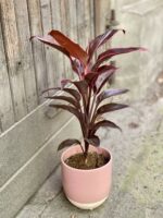 Zdjęcie Cordyline Mambo (Kordylina) w kategorii rośliny, ujęcie 2