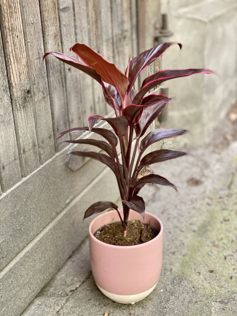 Zdjęcie Cordyline Mambo (Kordylina) w kategorii rośliny, ujęcie 2