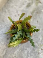 Zdjęcie Epiphyllum anguliger w kategorii rośliny, ujęcie 1