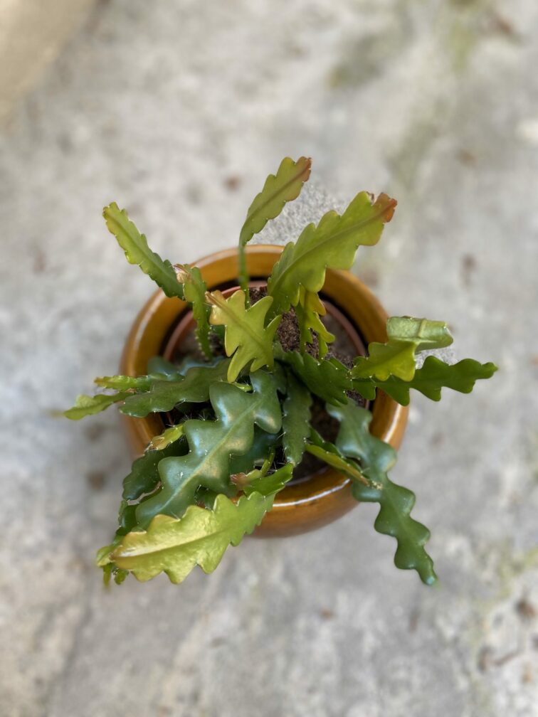 Zdjęcie Epiphyllum anguliger w kategorii rośliny, ujęcie 1