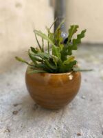 Zdjęcie Epiphyllum anguliger w kategorii rośliny, ujęcie 2