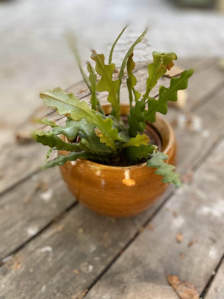 Zdjęcie Epiphyllum anguliger w kategorii rośliny, ujęcie 3
