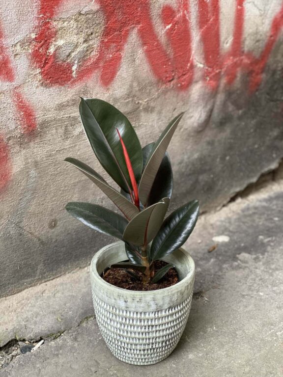 Zdjęcie Ficus elastica Abidjan w kategorii rośliny, ujęcie 1