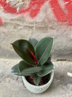 Zdjęcie Ficus elastica Abidjan w kategorii rośliny, ujęcie 2