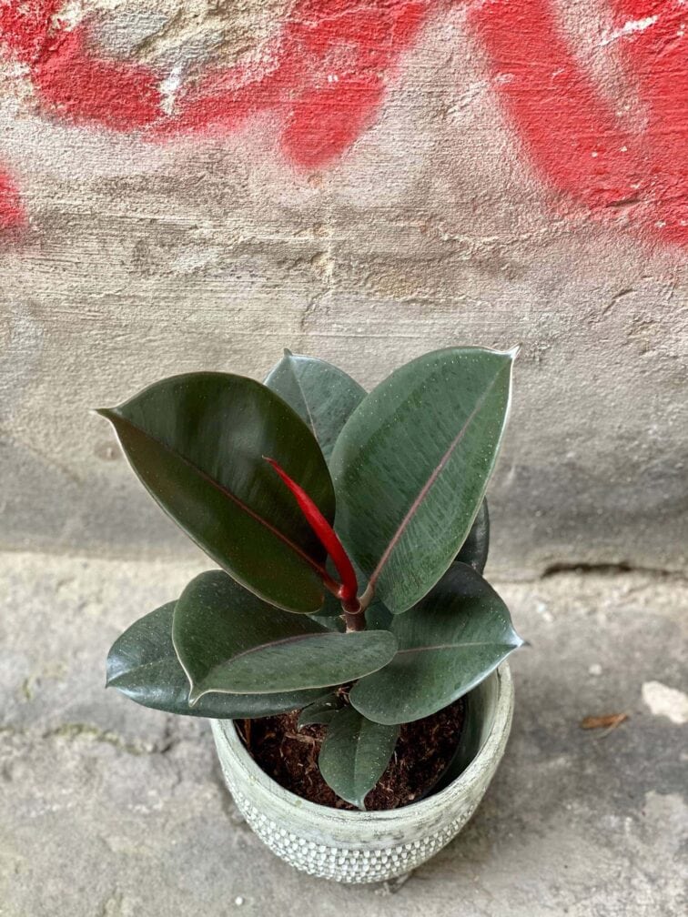 Zdjęcie Ficus elastica Abidjan w kategorii rośliny, ujęcie 2